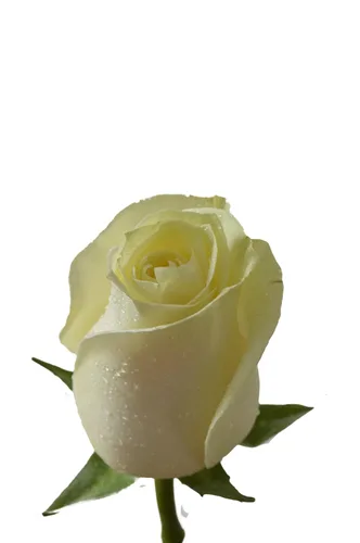 Vista 4 de Blooms2Door - 100 Rosas Blancas (Tallo Largo - 19.7 in) - Al Por Mayor - Flores Frescas para Cumpleaños, San Valentín y Día de la Madre