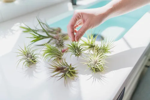 Vista 4 de Paquete de 5 plantas de aire grandes surtidas de Ionantha Rubra – Plantas suculentas vivas para el hogar – Disponible al por mayor y a granel