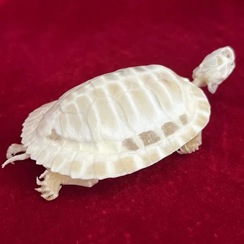 Vista 6 de Venta al por mayor 1/2/3/5/10 piezas Cráneos de Animales Reales de Taxidermia, Espécimen de Huesos Reales, Suministros de Arte Hueso Medicina