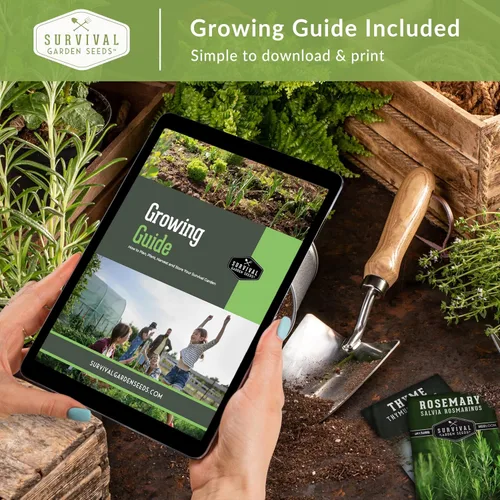 Vista 6 de Survival Garden Seeds Colección de semillas de margaritas para plantar, 4 paquetes, escamas africanas, capa, pintadas y margaritas Shasta, semillas