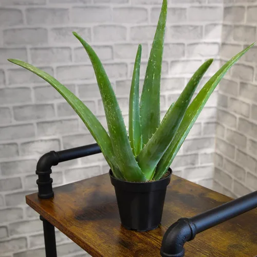 Vista 4 de Planta de aloe vera plantas suculentas vivas (paquete de 3), plantas suculentas vivas de aloe vera, planta de aloe vivo en maceta de aloe, plantas