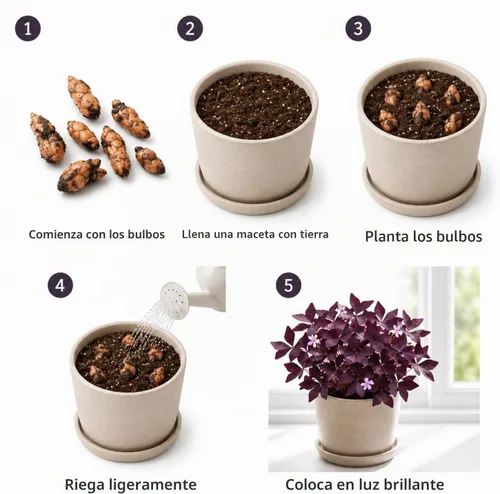 Vista 6 de 12 Purple Shamrock Bulbs for Planting, Oxalis Bulbs, Oxalis Triangularis