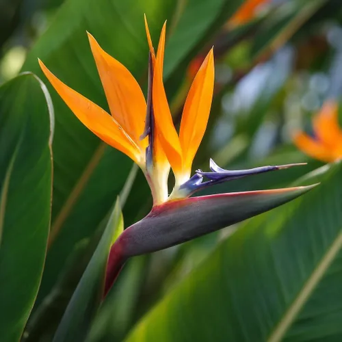 Vista 3 de Pájaro naranja del paraíso Strelitzia Reginae 3 plantas vivas Espécimen floreciente tropical perenne