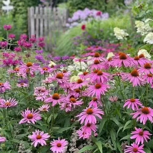 Vista 2 de 100 semillas de equinácea morada – Semillas de flores de equinácea rosa para plantar, variedad de reliquia sin OMG para jardines de flores silvestres