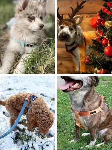 Vista 3 de ARING PET Arnés halter para perro, arnés de terciopelo para perro, arnés halter para perro sin tirones, arnés ajustable resistente para perros