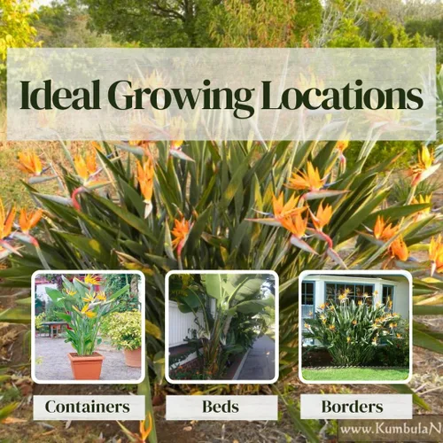 Vista 5 de Bird of Paradise Plants Live (paquete de 4), plantas Strelitzia con flores perennes de naranja (2) y blancas (2), plantas de interior/exterior