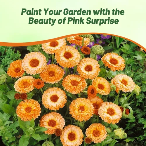 Vista 5 de Outsidepride 1000 semillas anuales de caléndula rosa sorpresa Pot semillas de flores de caléndula para plantar