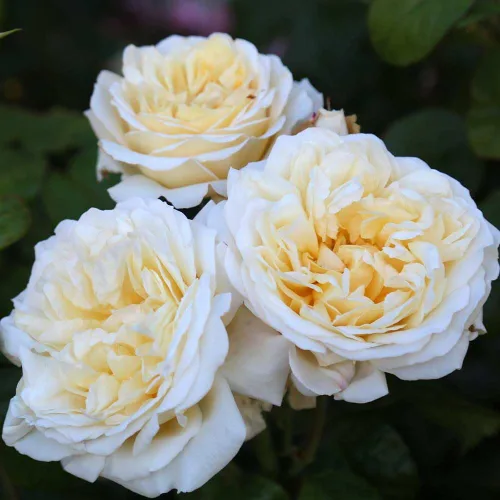 Vista 3 de Rosas de té híbridas de reliquia, planta de raíz propia viva para jardín al aire libre, Moonlight Romantica®, muy fragantes, zonas de rusticidad