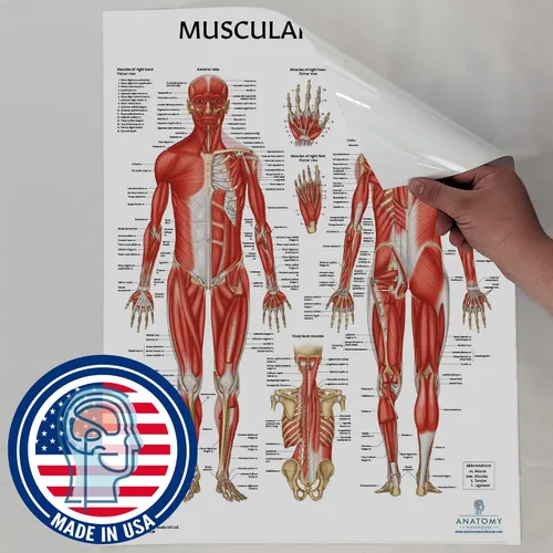 Vista 4 de Anatomy Lab Tabla anatómica del sistema muscular, laminado, 17.3 x 22.5 pulgadas, diagrama de los músculos, carteles médicos, póster del sistema
