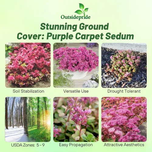 Vista 2 de Outsidepride Purple Carpet Sedum Seeds - 2000 semillas perennes de cobertura del suelo para plantar, plantas suculentas resistentes al frío