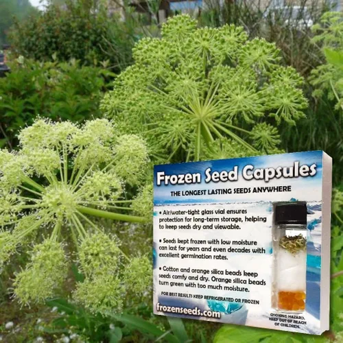Vista 5 de Angelica (Angelica archangelica) - Cultiva ahora o almacena para futuras plantaciones - Cápsula de 30 semillas
