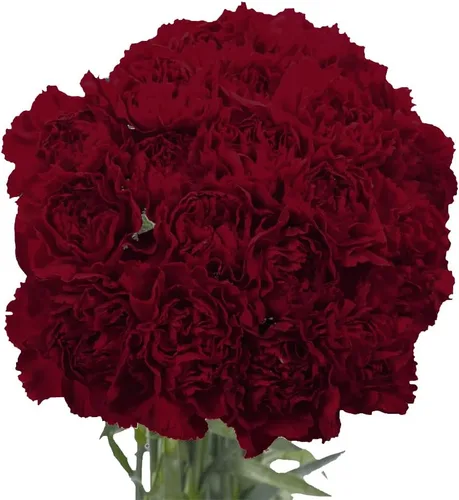 Vista 8 de GlobalRose 100 flores de clavel color burdeos, claveles de origen responsable, flores frescas seleccionadas a mano para graduación, aniversario