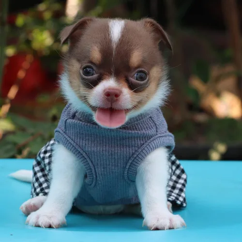 Vista 6 de LOPHIPETS Vestido a cuadros para perros pequeños, taza de té para niña, chihuahua, yorkie, cachorro, ropa de gato, cuadros blancos y negros, XXS