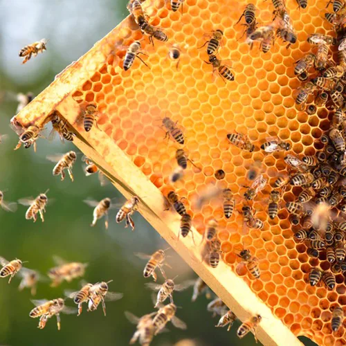 Vista 5 de Marcos de colmena de cría profunda con base de cera, paquete de 10 marcos de abeja de miel con hojas de base 100% recubiertas de cera de abeja