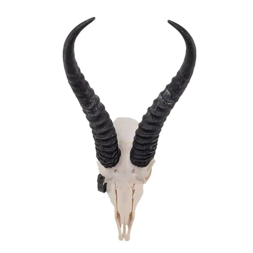 Vista 3 de Calavera Springbok (calidad ósea natural A)