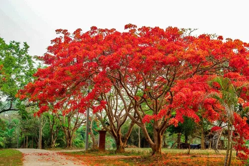 Vista 5 de 25 Seeds Delonix regia - Royal Poinciana Flamboyant Flame Tree