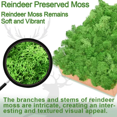 Vista 6 de Musgo de reno azul de 3.5 onzas, musgo preservado para plantas, decoración de musgo, musgo verde para manualidades, musgo para plantas en maceta