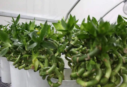 Vista 3 de Athena's Garden B-CS06 Lucky Bamboo Sacacorchos en espiral brotes en espiral, 6-8", VERDE
