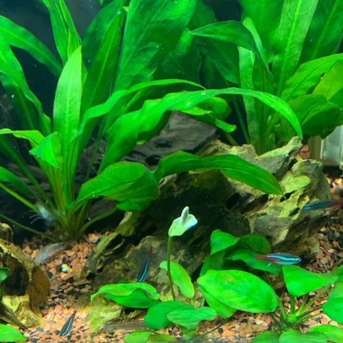 Vista 5 de Helecho de Java Tropical de Agua Dulce Acuario Planta Decoraciones 3 Días BUY2GET1FREE_AB