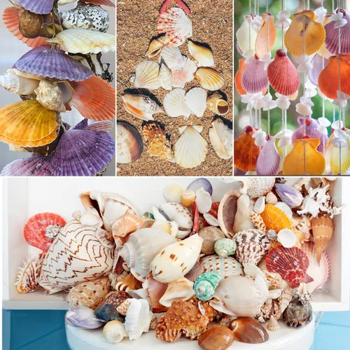 Vista 7 de Fangoo Conchas Marinas Mixtas de 1.5 LB, Más de 130 Piezas de Conchas Marinas de Playa Estrellas de Mar Conchas de Ostra de Varios Tamaños Conchas