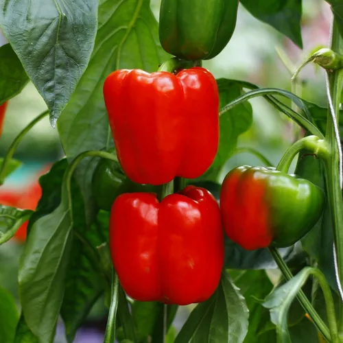 Vista 2 de Semillas de pimiento rojo grande, pimiento rojo dulce, semillas de pimiento dulce sin OMG