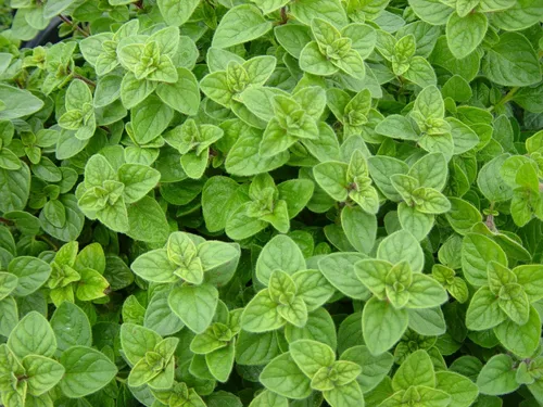 Vista 2 de Paquete variado de 5 semillas de hierbas italianas, albahaca, orégano, perejil, salvia, tomillo