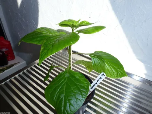 Vista 3 de Aji Dulce Amarillo, Semillas de PIMIENTA Aji Dulce (C.chinense) de Venezuela.(20 Semillas)