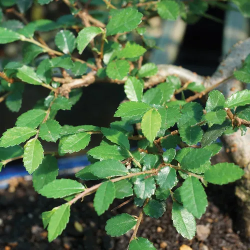 Vista 5 de Brussel's Bonsai Árbol bonsái de olmo chino vivo, al aire libre, paquete de 2 – pequeño, 5 años de edad, 6 a 8 pulgadas de alto – incluye macetas