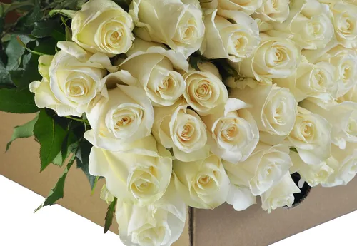 Vista 2 de Blooms2Door - 100 Rosas Blancas (Tallo Largo - 19.7 in) - Al Por Mayor - Flores Frescas para Cumpleaños, San Valentín y Día de la Madre
