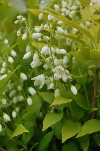 Vista 3 de Chardonnay perlas Deutzia, color blanco planta de floración en 2 Galón Pot – Deutzia Gracilis "perlas Chardonnay