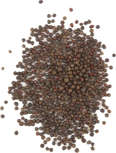 Vista 5 de Seed Needs Purple Top Rutabaga Seeds to Plant Heirloom & GMO 1 paquete