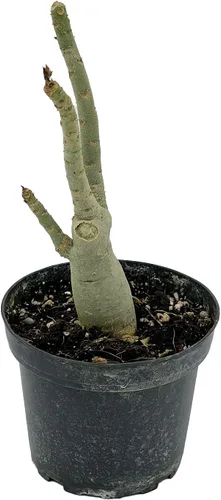 Vista 5 de ragnaroc Suculentas vivas – Rosa del desierto Adenium Obesum 15-25 cm de altura en maceta de 10 cm - 1 unidad - El color al florecer puede ser rosa