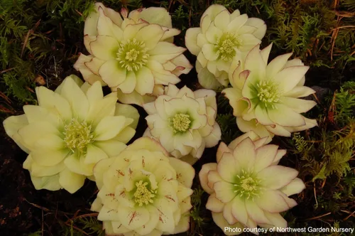 Vista 5 de Perennial Farm Marketplace Helleborus x W.J. 'Golden Lotus' (rosa lentense) perenne, 1 cuarto de galón, flores amarillas