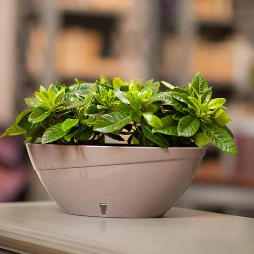 Vista 4 de DECOPOTS Maceta de forma ovalada para plantas, maceta de jade con riego automático, maceta de interior, macetas de plástico con drenaje para todas