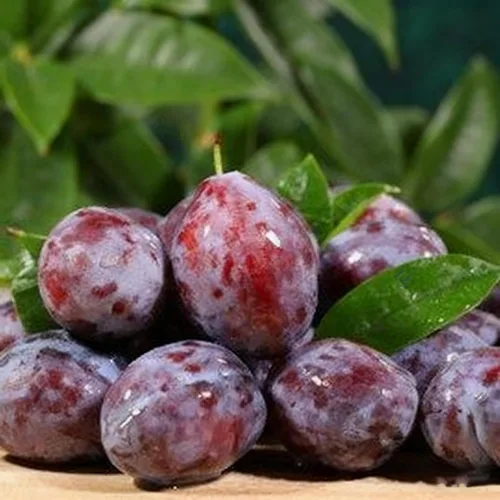Vista 5 de 10 semillas Prunus Domestica para plantar, semillas de árbol frutal de ciruelo perenne, semillas de árboles frutales sin OMG para el jardín