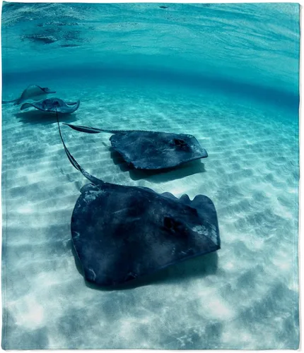 Vista 7 de CafePress Manta Rays - Manta de forro polar súper suave, 60 x 50 pulgadas
