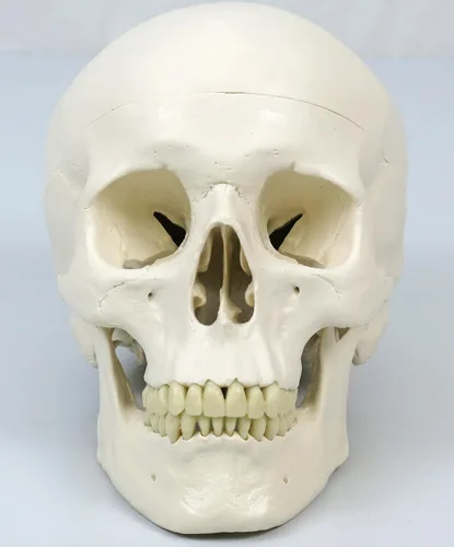 Vista 2 de 3B Scientific Modelo de esqueleto humano de plástico "Stan", 5 pies, soporte con ruedas., 1