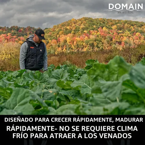 Vista 2 de Domain Outdoor Bombshell - Semilla de parcela de alimentos para ciervos, 1/2 acre, diseñada para manejar las condiciones más duras, establecimiento