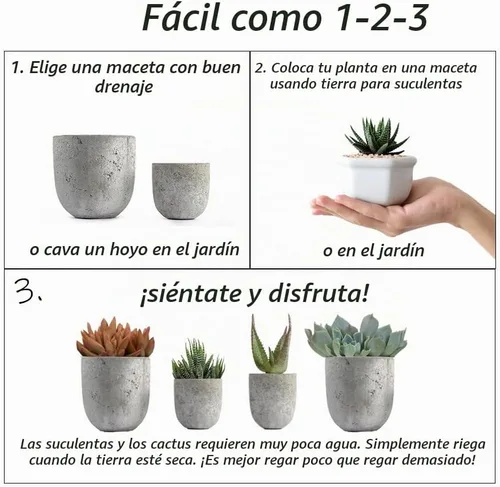 Vista 6 de Altman Plants - Juego de suculentas de escritorio para oficina