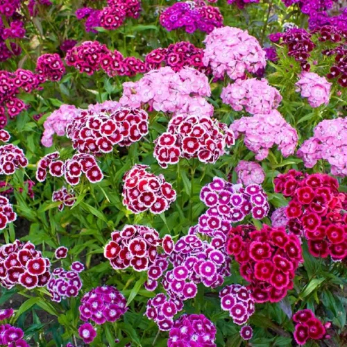 Vista 2 de Sweet William Flowers 100+ semillas, hermosos racimos
