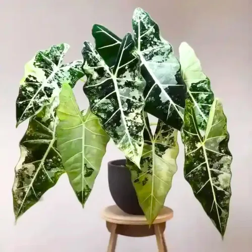 Vista 7 de 2 plantas de Alocasia de coral negro vivo para cultivo en interiores y exteriores, de 4 a 8 pulgadas de alto, rara y resistente