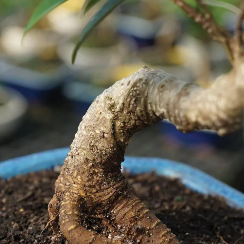 Vista 3 de Brussel's Bonsai - Árbol bonsái para interiores, Olla de cerámica, M Live Ficus Bonsai Tree, Indoor Houseplant, Ceramic Pot, 7-Year, Easy Care
