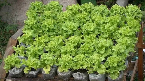 Vista 3 de Semillas de interior lechuga verde herencia vegetal para plantar semillas sin OMG 1000