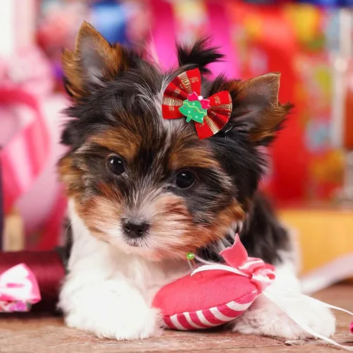 Vista 3 de 80 lazos de Navidad para perros pequeños, lazos de Navidad a granel para perros con bandas de goma, moños de aseo para mascotas, cachorros, perros