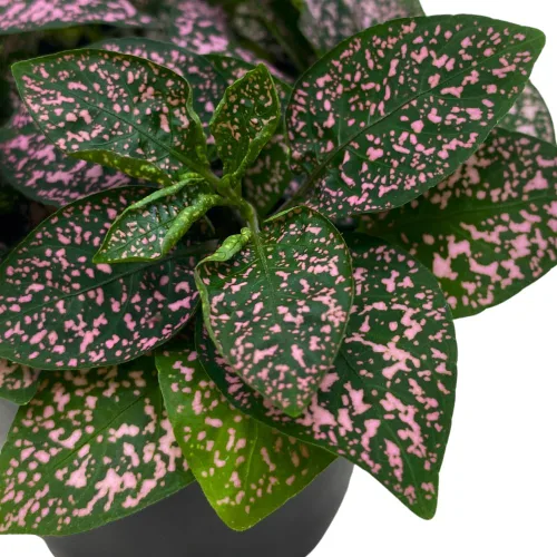 Vista 4 de BubbleBlooms Pink Hypoestes Phyllostachya en una maceta de 4 pulgadas con diseño de lunares