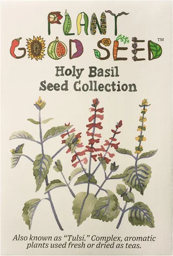 Vista 2 de Plant Good Seed Colección de semillas orgánicas de albahaca sagrada Tulsi, 3 paquetes/200 semillas cada una, semillas tradicionales de Kapoor, Rama