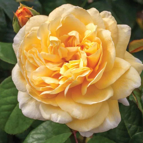Vista 2 de Rosas de té híbridas de reliquia, planta de raíz propia viva para jardín al aire libre, Moonlight Romantica®, muy fragantes, zonas de rusticidad