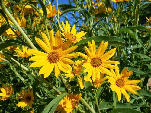 Vista 8 de TomorrowSeeds - Maximilian Semillas de girasol - Más de 1000 unidades - para plantar pradera 2026, girasol perenne, resistente a la sequía