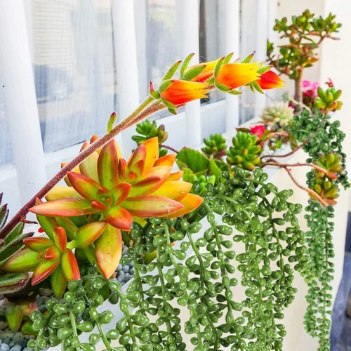 Vista 4 de SRK Plantas artificiales suculentas falsas sin maceta, musgo falso para decoración floral, plantas prefabricadas, plantas de PVC vívidas, juego