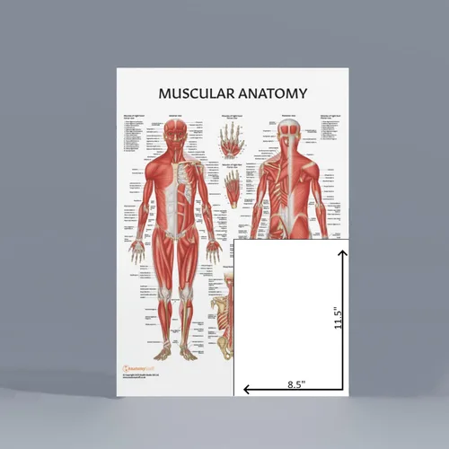Vista 5 de Anatomy Lab Tabla anatómica del sistema muscular, laminado, 17.3 x 22.5 pulgadas, diagrama de los músculos, carteles médicos, póster del sistema